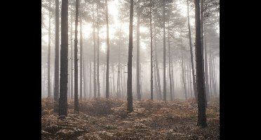 Noordwand Atmosphere Fotobehang met bos in de mist G78426