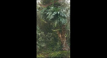 Noordwand Smart Art Easy Fotobehang groene jungle 47208