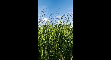 Noordwand Smart Art Easy Fotobehang gras 47272