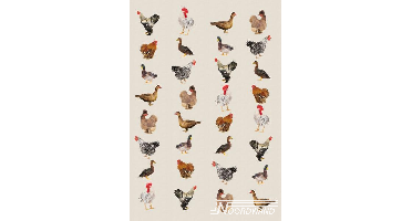 Noordwand Farmlife Behang kippen en ganzen - 3750026