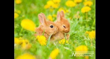 Noordwand Farmlife Fotobehang konijntjes in het gras - 3750017
