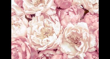 Noordwand Komar Colours Fotobehang Peonies - XXL4-091