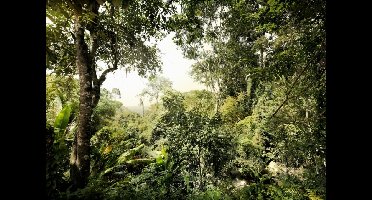 Noordwand Komar Munich Design Fotobehang Dschungel - V7-751