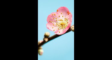 Noordwand Komar Munich Design Fotobehang Peach Blossom - V3-753