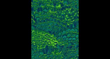 Noordwand Komar Pure Fotobehang Feathers - P019-VD2