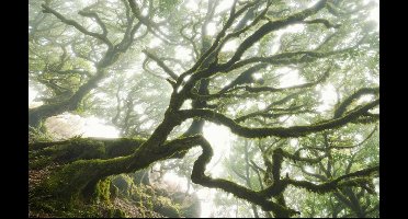 Noordwand Komar Pure Fotobehang Forgotten Forest - PSH092-VD4