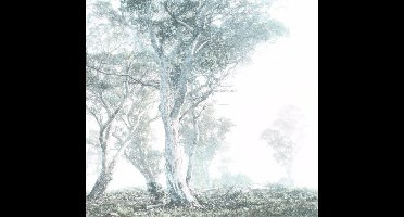 Noordwand Komar Raw Fotobehang Magic Trees - R3-023