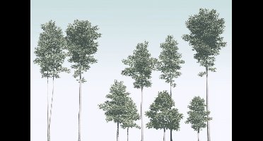 Noordwand Komar Raw Fotobehang Pines - R4-040