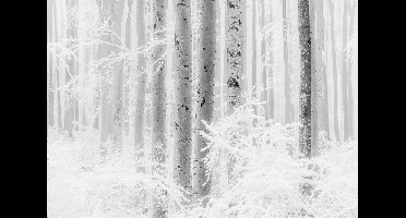 Noordwand Komar Raw Fotobehang Winter Wood - R4-043