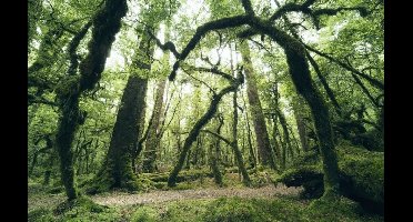 Noordwand Komar Stefan Hefele Fotobehang Ancient Green - SHX9-104