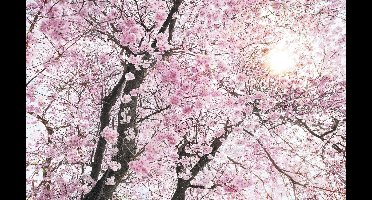 Noordwand Komar Stefan Hefele Fotobehang Bloom - SH083-VD4