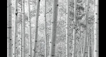 Noordwand Komar Stefan Hefele Fotobehang Espenwald - SHX9-030