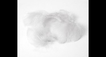 Decoratie Veren Wit (±50st)