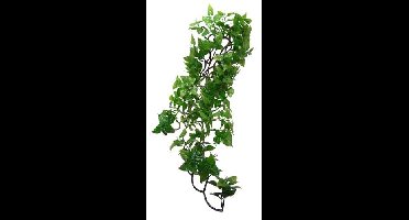 KOMODO PHILODENDRON PLANT