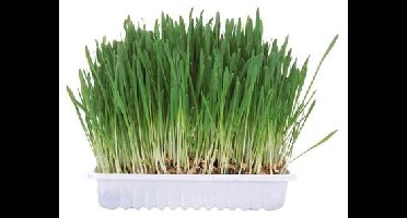 TRIXIE KNAAGDIERGRAS