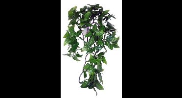 KOMODO PHILODENDRON PLANT