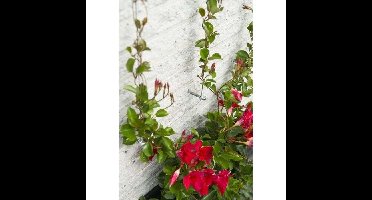 Metallic Trellis Nature 6040760 - voor klimplanten