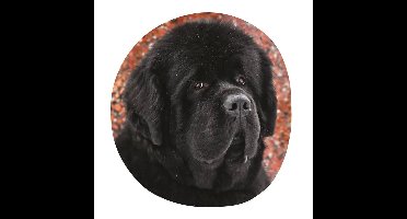 Honden sierkussen rond 40 x 40 cm