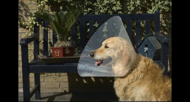 BEEZTEES PLASTIC HONDENKRAAG 22-25 CM X 7,5 CM