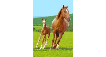 Sweet Home fleece plaid Paard en Veulen 100 x 140 cm
