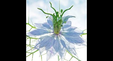 Kunstdruk Ingrid Ulmer - Seiltänzer blau 50x50cm