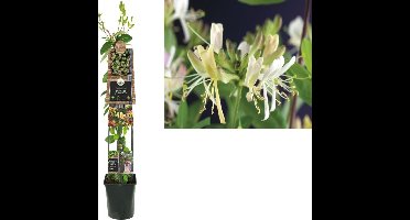 Klimplant Lonicera per. Belgica Select (kamperfoelie) 120cm