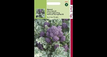 Hortitops Zaden - Broccoli Summer Purple