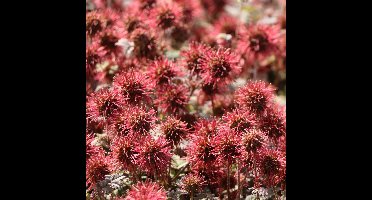 25 x Stekelnootje Rood - Bodembedekker Winterhard - Acaena microphylla 'Kupferteppich' in 9x9cm pot met hoogte 5-10cm
