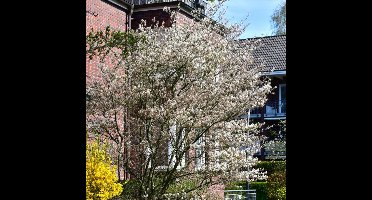 12 x Krentenboompje Witte Bloesem - Haagplant Winterhard of Solitair - Amelanchier lamarckii in C2.5(liter) pot met hoogte 40-60cm