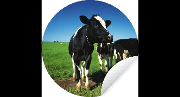 WallCircle - Muurstickers - Behangcirkel - Koe - Gras - Dieren - ⌀ 30 cm - Muurcirkel - Zelfklevend - Ronde Behangsticker