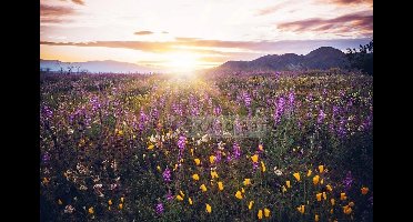 Afbeelding op acrylglas - Bloemenveld in de vallei