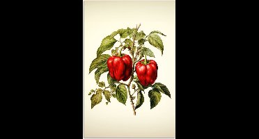 Poster 20x30 cm - Vintage - Planten - Paprika's - Wit - Rood - Natuur - Posters - Kamer decoratie - Wanddecoratie woonkamer - Muurdecoratie slaapkamer