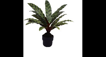Buitengewoon de boet - Calathea insignis 55 cm kunstplant