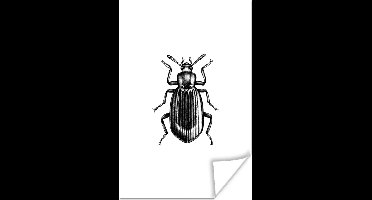 Poster Kever - Dieren - Vintage - 20x30 cm