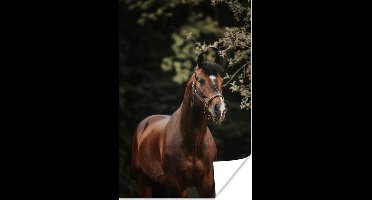 Poster Paard - Takken - Portret - 20x30 cm