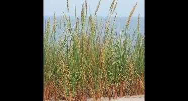12 x Helmgras of Duingras XL - Siergras Winterhard - Ammophila Arenaria in C2(liter) pot met hoogte 10-30cm