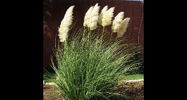4 x Laag Pampasgras Wit XL - Hoog Siergras - Cortaderia selloana Pumila in C2(liter) pot met hoogte 10 - 40cm