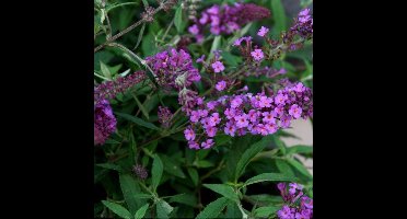 12 x Dwergvlinderstruik Dark Pink Roze - Laagblijvende Sierheester - Trekt Bijen en Vlinders aan - Buddleja Free Petite 'Dark Pink' in C2(liter) pot met hoogte 10-20cm