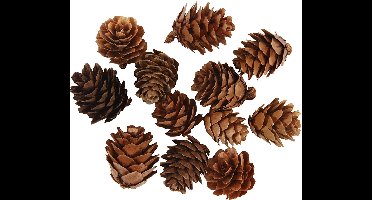 Larikskegels, 12 stuk/ 1 doos