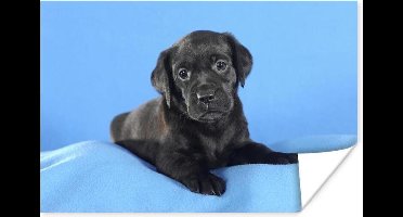 Poster Labrador puppy op blauwe deken - 30x20 cm