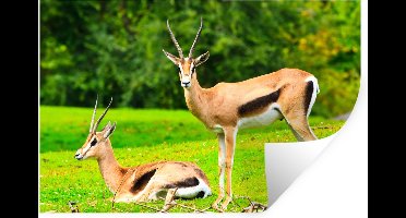 Muurstickers - Sticker Folie - Gazelle - Gras - Dieren - 120x80 cm - Plakfolie - Muurstickers Kinderkamer - Zelfklevend Behang - Zelfklevend behangpapier - Stickerfolie