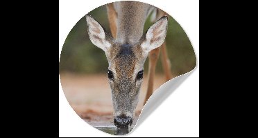 WallCircle® - Behangcirkel 30x30 cm - Muurstickers Hert - Water - Drinken - Muurcirkel woonkamer - Wandcirkel slaapkamer - Kamer decoratie zelfklevend - Muurdecoratie accessoires