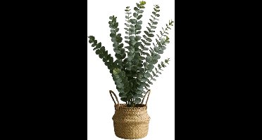 HEM Kunstplant Eucalyptus – 50 cm – Nepplant met Mand – Realistische Kamerplant – Groene Decoratie voor Woonkamer of Kantoor