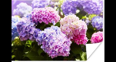 Poster - Fotolijst - Hortensia - Bloemen - Planten - Bladeren - Natuur - Kader - 30x20 cm - Poster bloemen - Poster frame - Foto lijst - Wanddecoratie
