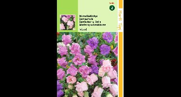 2 stuks Hortitops Campanula Medium Calycanthema Gemengd