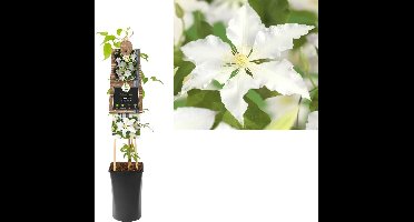 Klimplant Clematis Gladys Picard  - Witte Bosrank