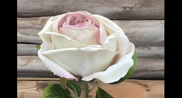 Buitengewoon de boet - Enkele wit paarse roos