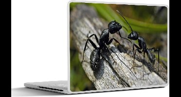 Laptop sticker - 13.3 inch - Mieren - Boomstam - Dieren - 31x22,5cm - Laptopstickers - Laptop skin - Cover