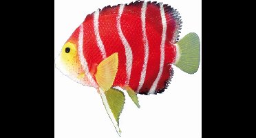 Nobby Angelfish - Oranje - Glow In The Dark - 11 x 9,5 cm