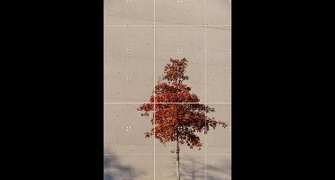 IXXI One Autumn Tree, Mareike Böhmer - 100 x 140 cm - Gratis ophangtool - Grote wanddecoratie en posters - Fotografie, Minimalisme, Slaapkamer